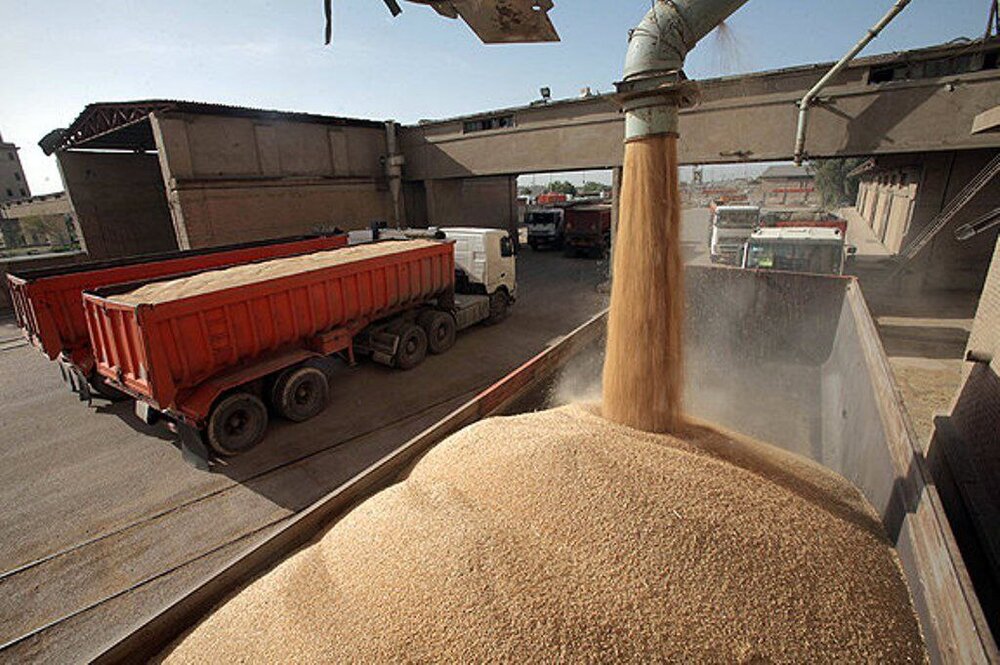 37 مرکز خرید تضمینی گندم در زنجان راه‌اندازی می‌شود