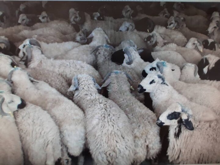 کشف ۴۳ راس گوسفند قاچاق در سیرجان