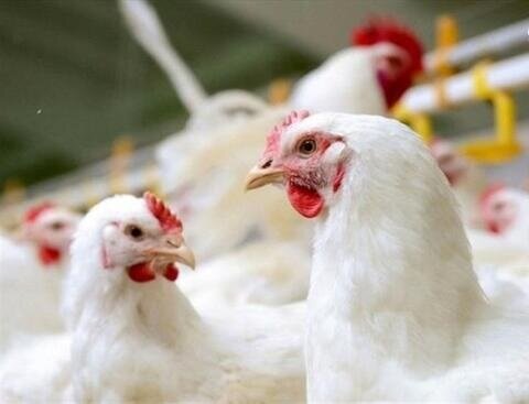 استان کرمان با کمبود تولید مرغ مواجه است