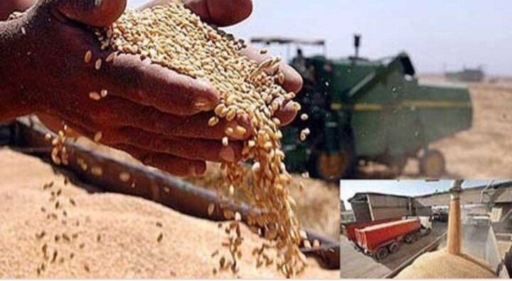51 هزار تن گندم به صورت تضمینی از کشاورزان خریداری شد