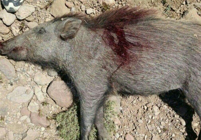 شکارچیان گراز در منطقه حفاظت شده قروه دستگیر شدند