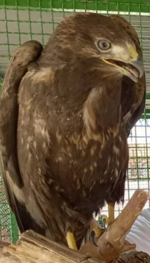 تحویل یک راس بره کوهی و دو بهله سارگپه به محیط زیست