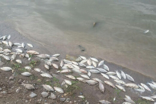 شناسایی و تحت تعقیب قرار گرفتن ۶ متهم ماجرای مرگ ماهی ها در سد بردسیر