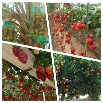 جنوب کرمان، بهشت باغبانی کشور است