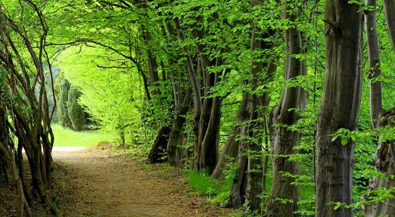 کردستان پایلوت اجرای طرح جنگل‌داری اجتماعی می‌شود
