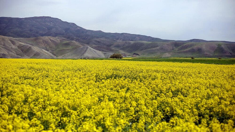 آغاز برداشت دانه های روغنی کلزا از مزارع کامیاران