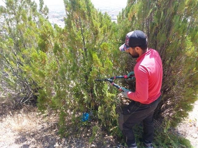۱۳ هزار اصله درختان سرو و کاج سوزنی برگ در آبیدر سنندج هرس می شود