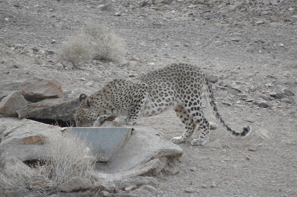مشاهده یک قلاده پلنگ ایرانی در منطقه حفاظت شده سعدی کرمان