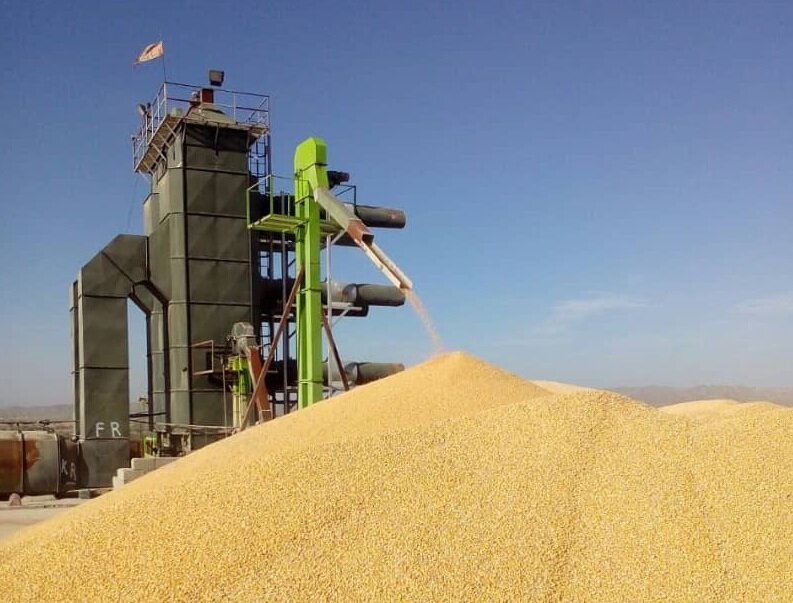 رشد ۵۷ درصدی تولید و خرید گندم در جنوب کرمان