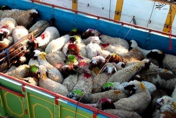 کشف ۳۰۳ راس دام سبک زنده فاقد مجوز در زنجان

