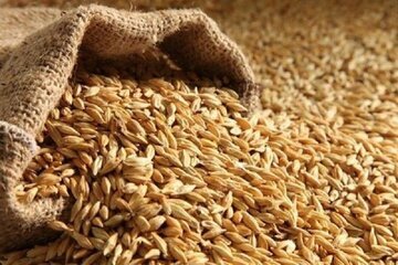 شرکت پشتیبانی امور دام کردستان آماده  خرید جو تضمینی از کشاورزان استان کردستان 