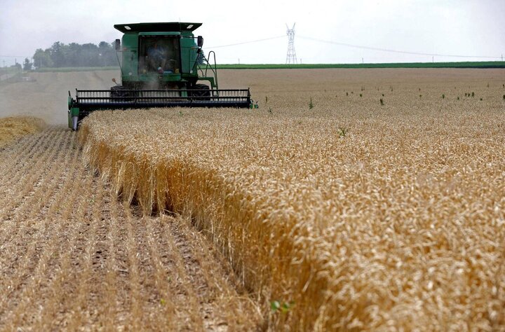 خرید تضمینی ۹۰ هزار تن گندم از کشاورزان کردستانی