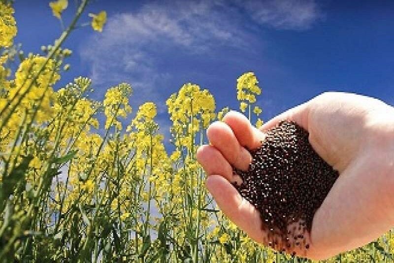 خرید تضمینی بیش از ۱۵۹ تن دانه‌های روغنی کلزا در زنجان