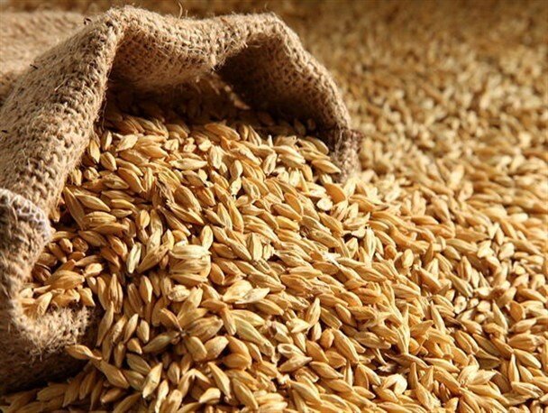 خرید بیش از ۳۰ هزار تن گندم تضمینی از کشاورزان سقزی