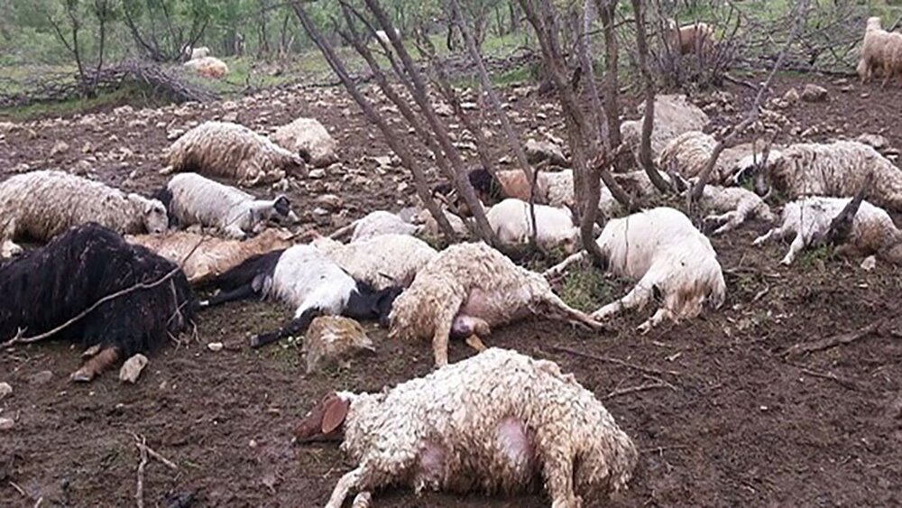 گله ۲۰۰ رأسی گوسفند در روستای مشیرآباد قروه تلف شد