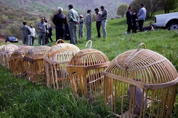 کشف و ضبط ۲۲ قطعه کبک وحشی از شکارچیان غیر مجاز