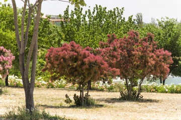 اردیبهشت ماه زیبای باغ ملی گیاهشناسی تهران