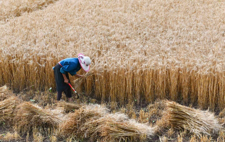 افزایش بیش از ۲.۵ برابری گندم تحویلی کشاورزان زنجانی