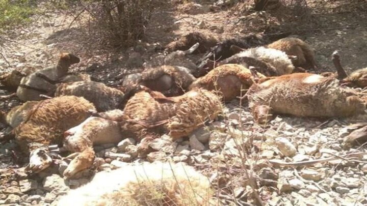 تلف شدن ۵۰ راس گوسفند در سیلاب زرند