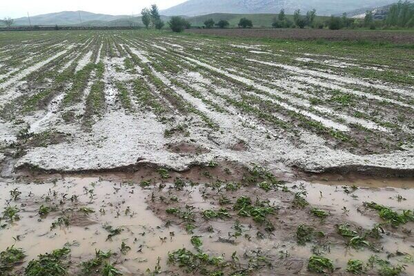 خسارت سیلاب به باغات، مزارع و زیر ساخت های کشاورزی سیرجان
