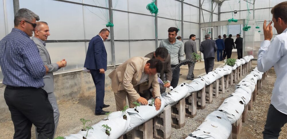 آغاز عملیات انتقال نشاء به بستر کشت در گلخانه ۱۰ هکتاری صادق آباد دهگلان