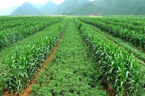 اجرای الگوی کشت ضامن امنیت غذایی و پایداری تولید است