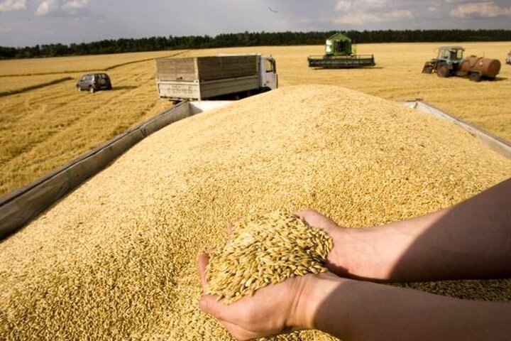 ظرفیت ذخیره‌سازی ۵۵۰ هزار تن گندم را در استان زنجان وجود دارد