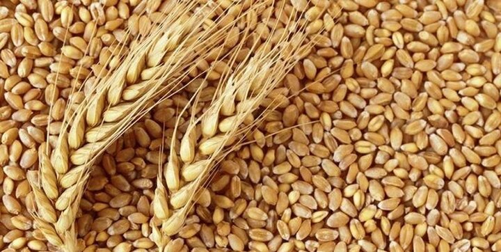 رشد ۴۰ درصدی خرید گندم از کشاورزان استان کرمان
