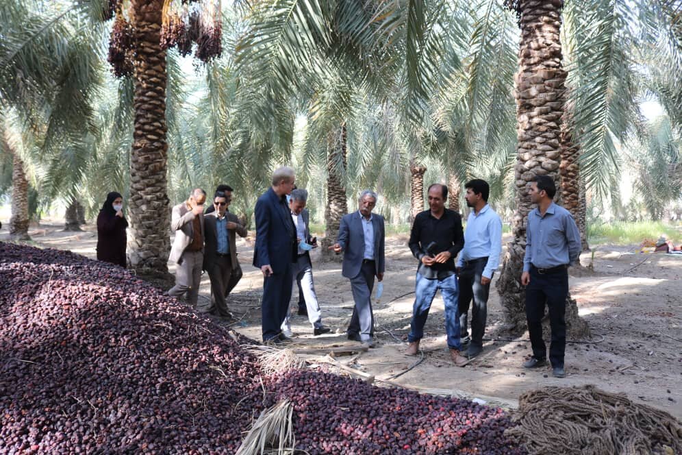 خسارت ۸۰ درصدی به نخلداران جنوب کرمان