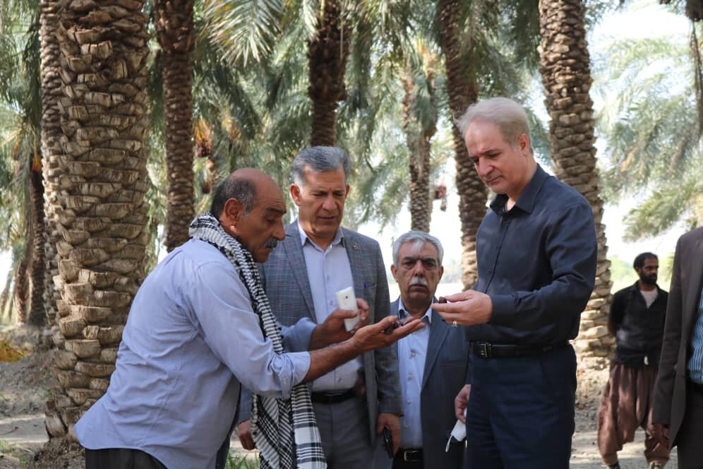 خسارت ۸۰ درصدی به نخلداران جنوب کرمان