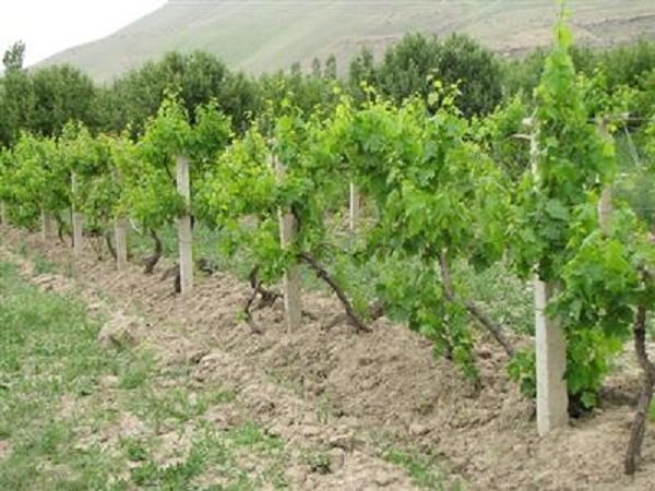 بیش از ۸ هزار هکتار مجتمع باغی در کردستان احداث می شود