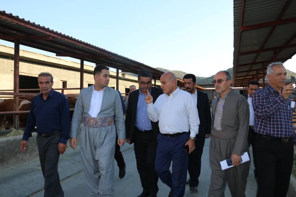 بازدید معاون بهبود تولیدات دامی وزارت جهاد کشاورزی از طرح پرواربندی ۵ هزار راسی گوساله 