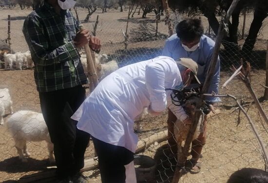 ارائه خدمات دامپزشکی رایگان به دامداران استان کرمان