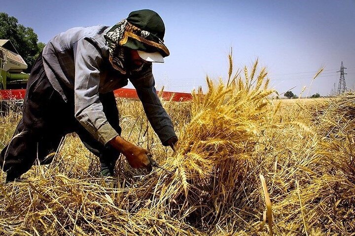 زنجان رتبه چهارم تولید گندم کشور را کسب کرد