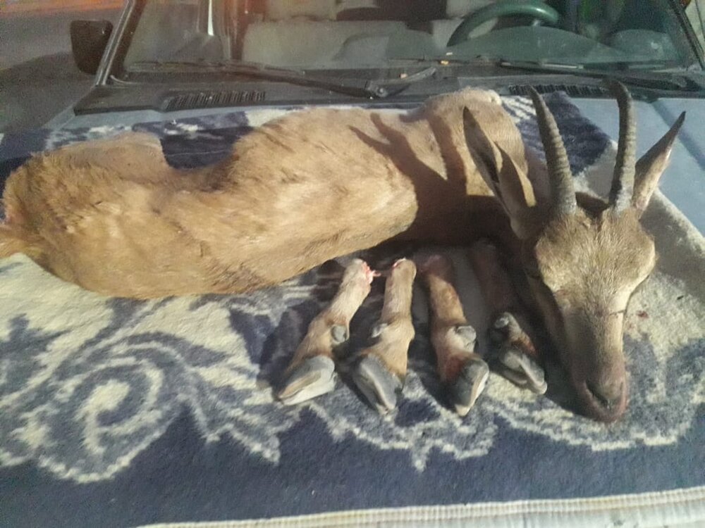 کشف لاشه یک راس بز وحشی و دستگیری شکارچی متخلف در جیرفت 