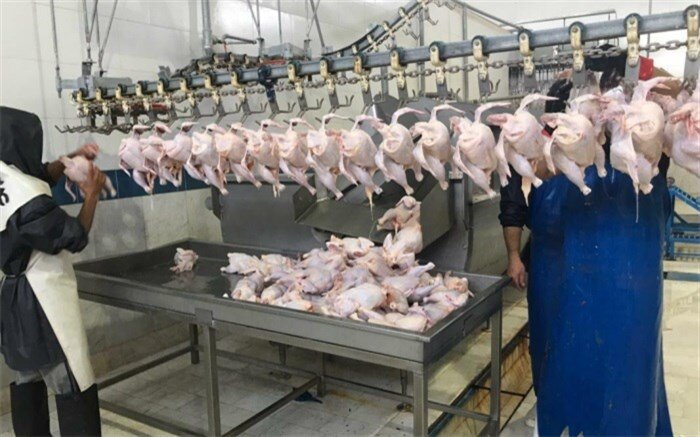کردستان رتبه اول تولید  مرغ گوشتی منطقه را دارد