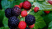 بهترین میوه ها برای بیماری دیابت