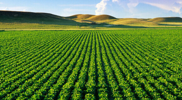 ۵۹۱ هزار هکتار از دیمزارهای استان زیر پوشش طرح جهش تولید قرار می گیرد