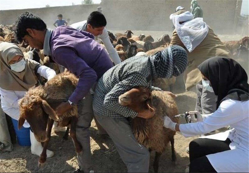 واکسیناسیون ۲۱۱ هزار دام سبک علیه بیماری بروسلوز در کردستان