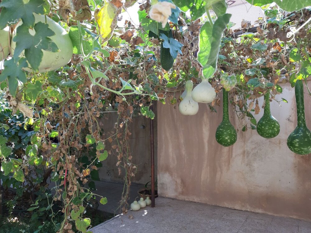 برداشت ۳۵۰ کیلوگرم کدو از حیات یک باغچه در سیرجان