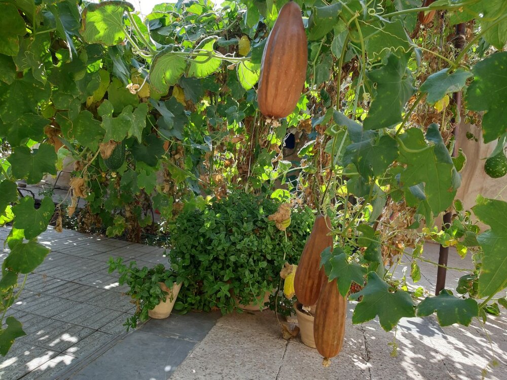 برداشت ۳۵۰ کیلوگرم کدو از حیات یک باغچه در سیرجان