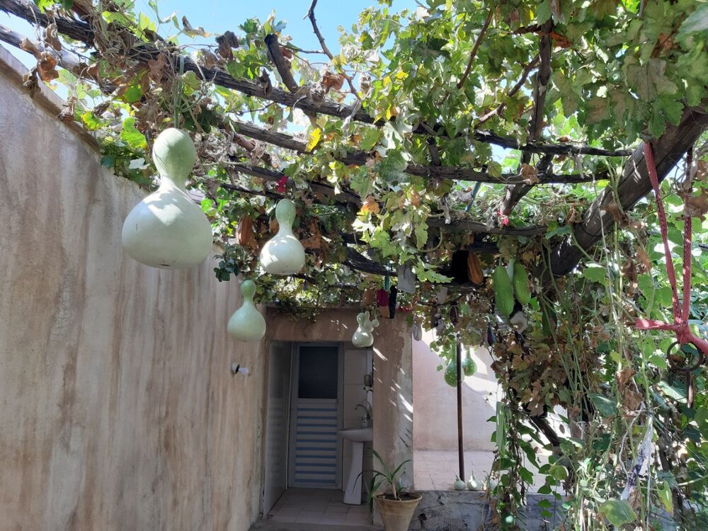 برداشت ۳۵۰ کیلوگرم کدو از حیات یک باغچه در سیرجان