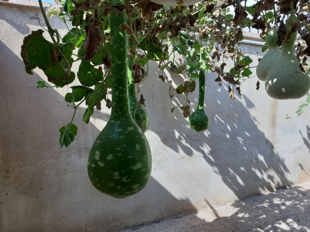 برداشت ۳۵۰ کیلوگرم کدو از حیات یک باغچه در سیرجان