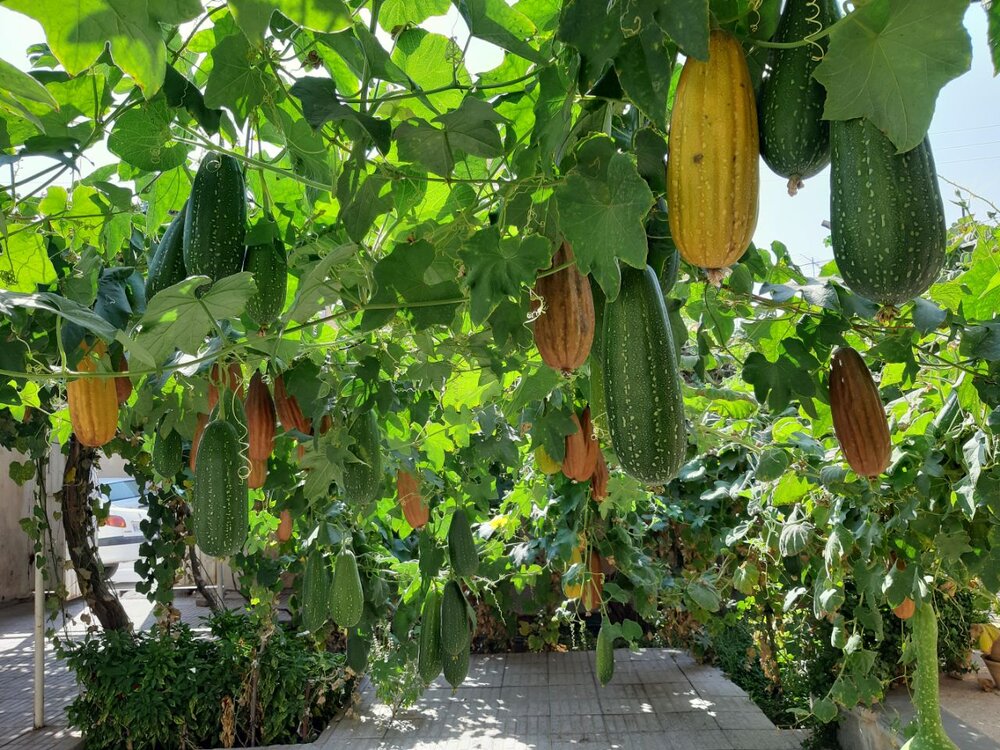 برداشت ۳۵۰ کیلوگرم کدو از حیات یک باغچه در سیرجان