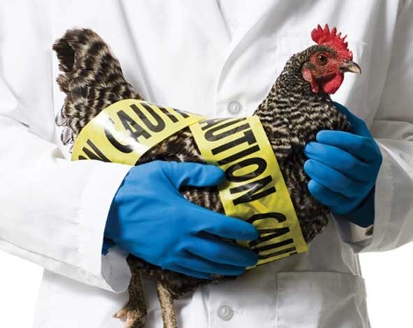 تاکنون موردی از بیماری آنفلوآنزای پرندگان در کرمان گزارش نشده است