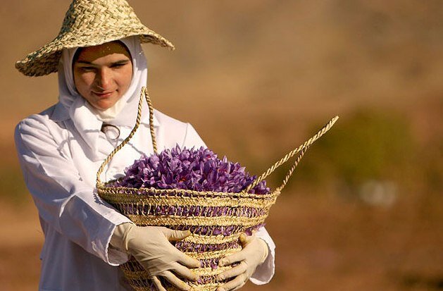 برگزاری جشنواره "زعفران" در زرند، شهر جشنواره های ایران