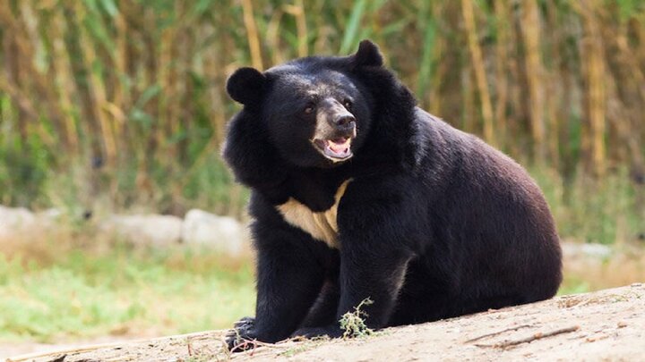 نجات یک توله خرس آسیایی در قلعه گنج/ تعداد این گونه در شهرستان قلعه گنج رو به افزایش است