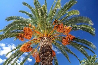 ضرورت توسعه صنایع تکمیلی در فارس؛قطب تولید خرما