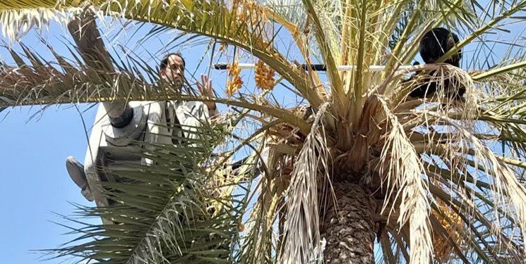 نجات یک توله خرس آسیایی در قلعه گنج/ تعداد این گونه در شهرستان قلعه گنج رو به افزایش است