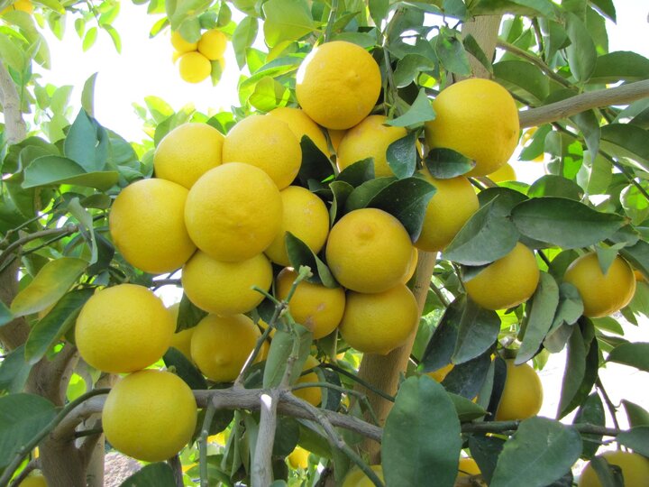 صادرات لیمو شیرین جهرم به آلمان